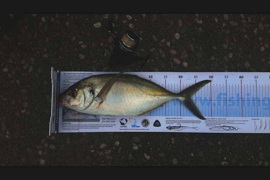 Michael Brown caught this 43.5cm Trevally at Papamoa during The Export NZ Fishing Competition