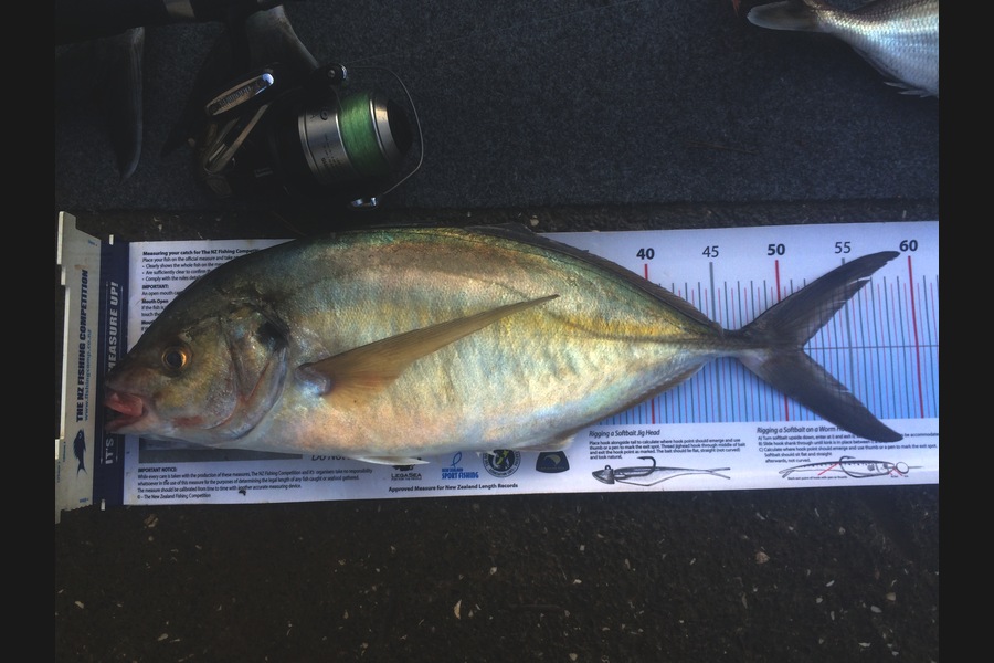 Stephanie  Fairweather  caught this 51.5cm Trevally at West during The Export NZ Fishing Competition