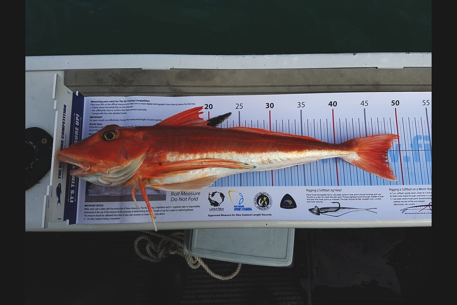 Andrew Darrell caught this 48.0cm Gurnard at Pegasus Bay during The Export NZ Fishing Competition