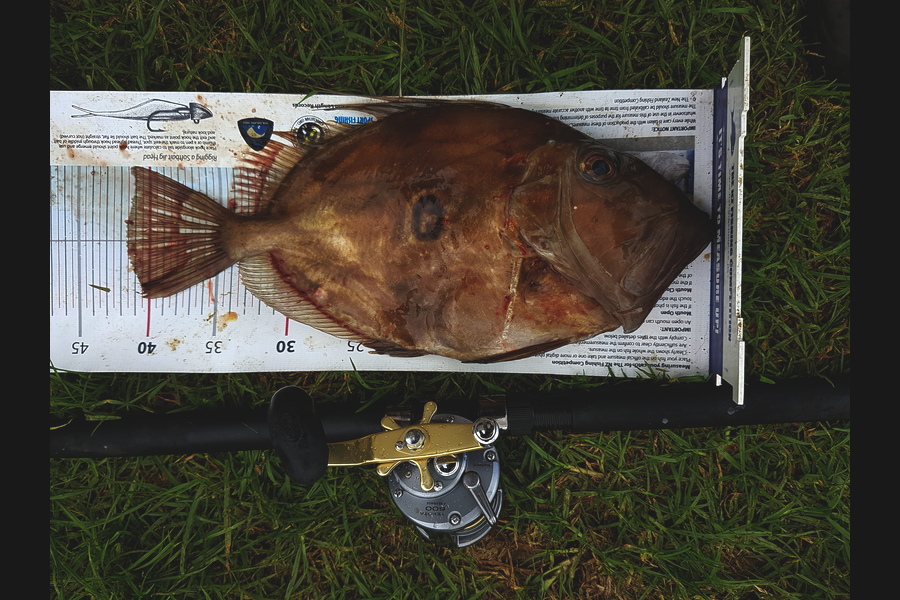 Mark Sorensen caught this 41.5cm John Dory at Boi during The Export NZ Fishing Competition
