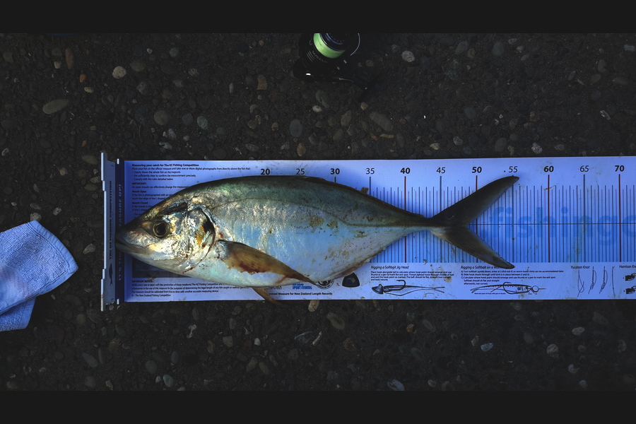 Michael Brown caught this 48.5cm Trevally at Maketu during The Export NZ Fishing Competition