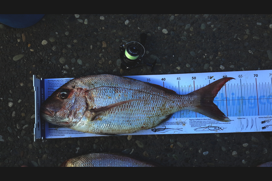 Michael Brown caught this 55.5cm Snapper at Maketu during The Export NZ Fishing Competition