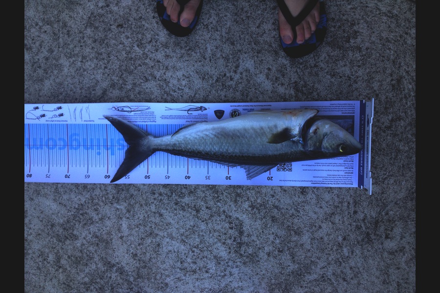 James Lever caught this 54.0cm Kahawai at Pukerua bay during The Export NZ Fishing Competition