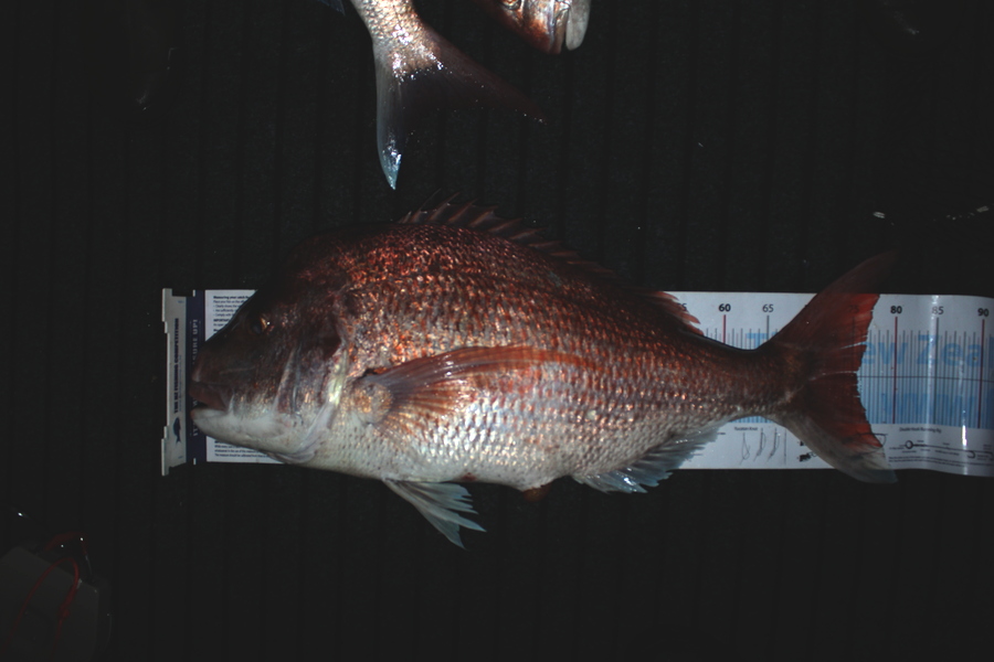Mark Cotton caught this 75.5cm Snapper at Tasman Bay during The Export NZ Fishing Competition