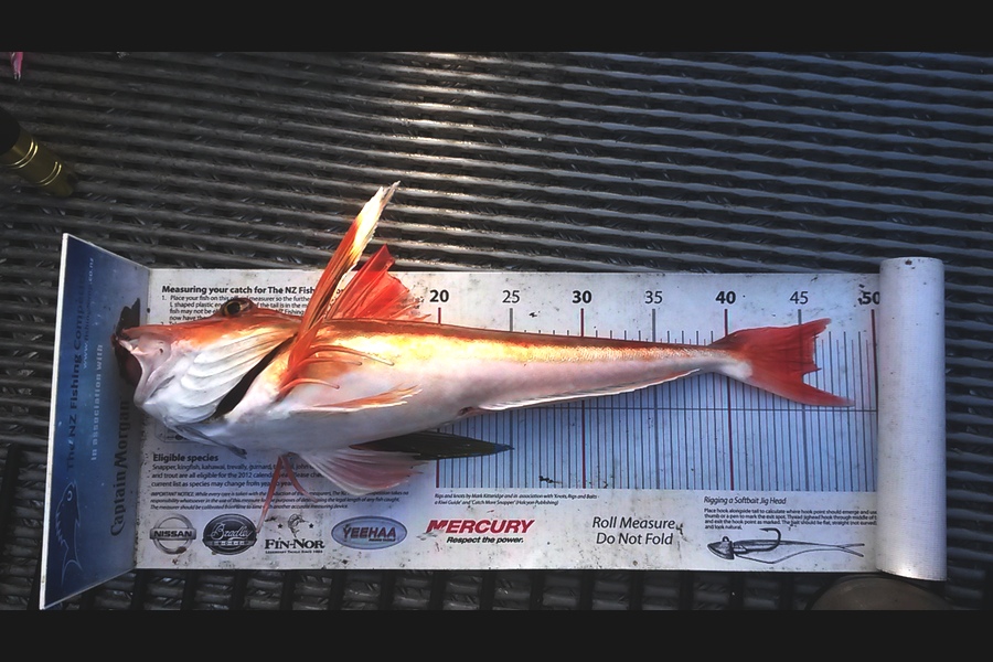 Mike  Johnston caught this 45.0cm Gurnard at Kapiti during The Export NZ Fishing Competition