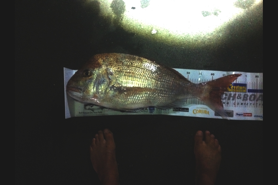 Matt Harrison caught this 64.0cm Snapper at Waipu during The Export NZ Fishing Competition