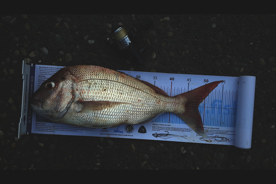 Ross Brown caught this 48.0cm Snapper at bop during The Export NZ Fishing Competition