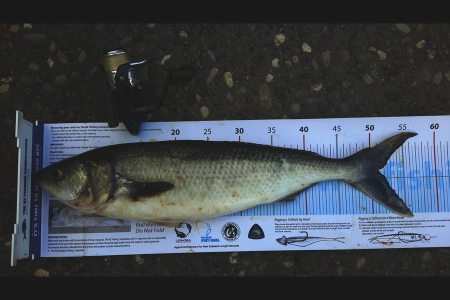 Ross Brown caught this 51.0cm Kahawai at bop during The Export NZ Fishing Competition