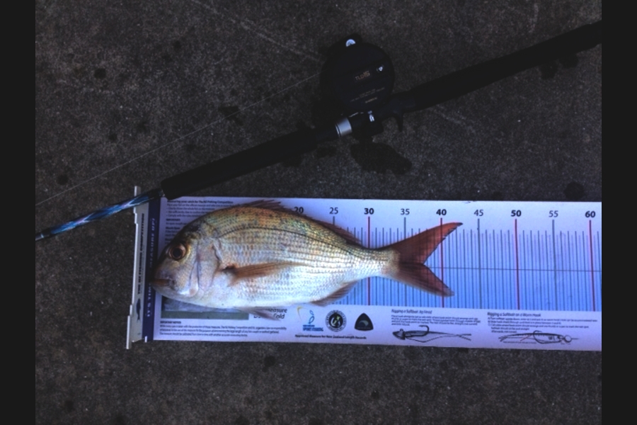 Janet Attwood caught this 37.5cm Snapper at Whananaki during The Export NZ Fishing Competition