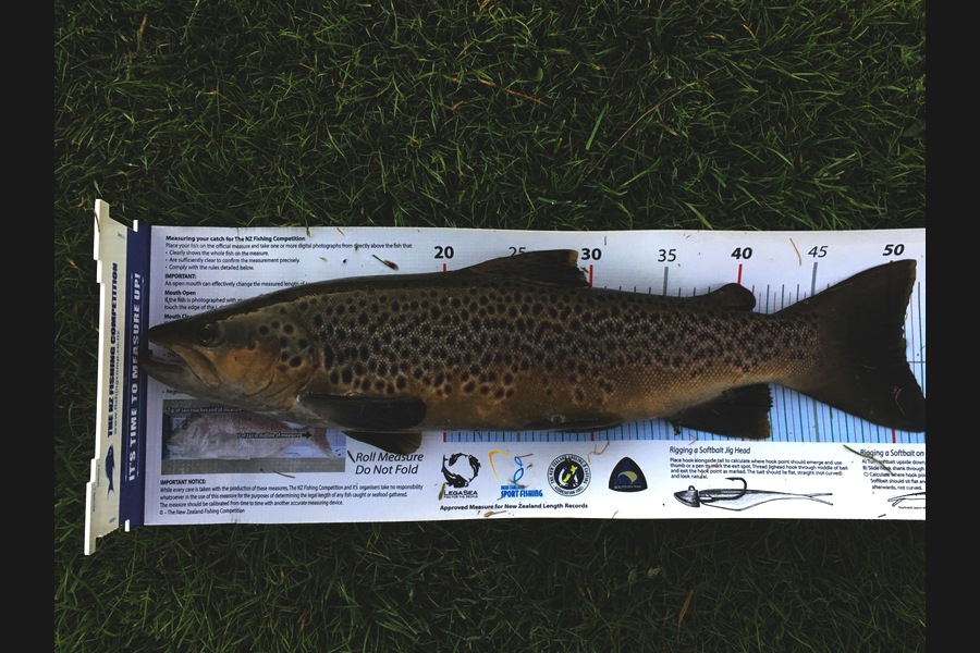 Ian Pedersen caught this 51.0cm Trout at Utuhina Stream BOP during The Export NZ Fishing Competition