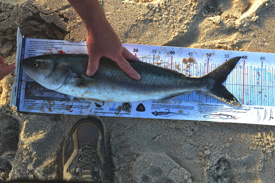 joanne jones caught this 53.5cm Kahawai at otama during The Export NZ Fishing Competition