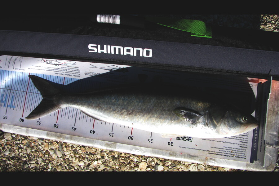 John bruce caught this 55.0cm Kahawai at northland during The Export NZ Fishing Competition