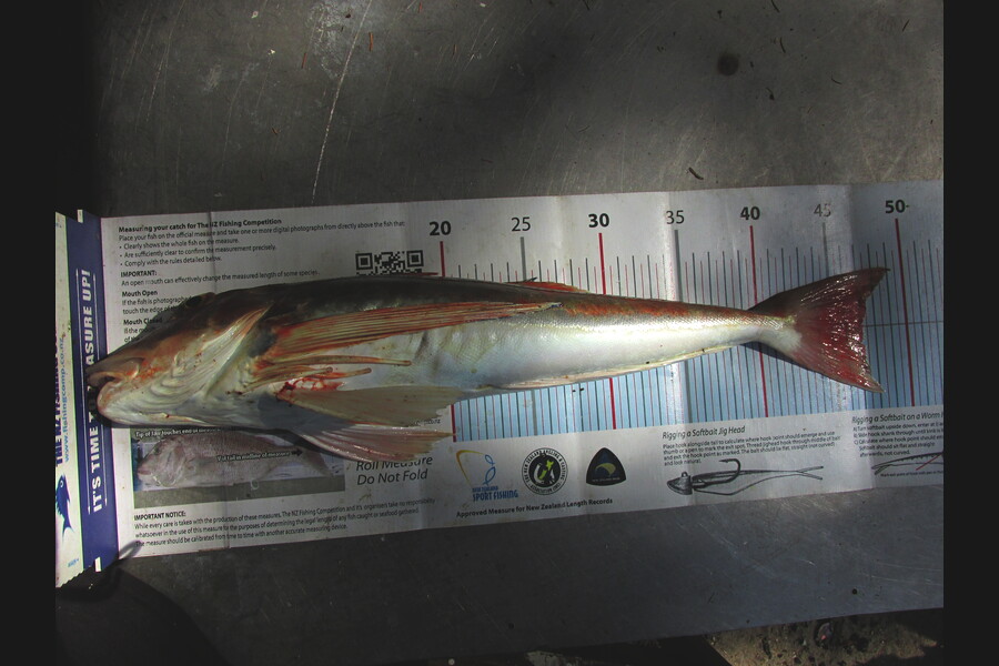 Daniel Primmer caught this 47.0cm Gurnard at tasman bay during The Export NZ Fishing Competition