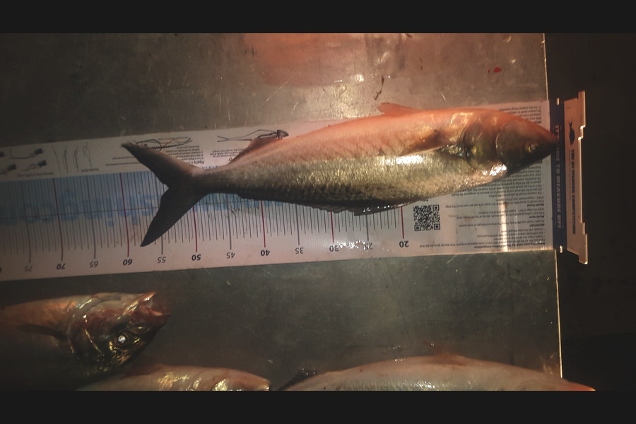 Justin Williamson caught this 53.5cm Kahawai at Whangamata during The Export NZ Fishing Competition