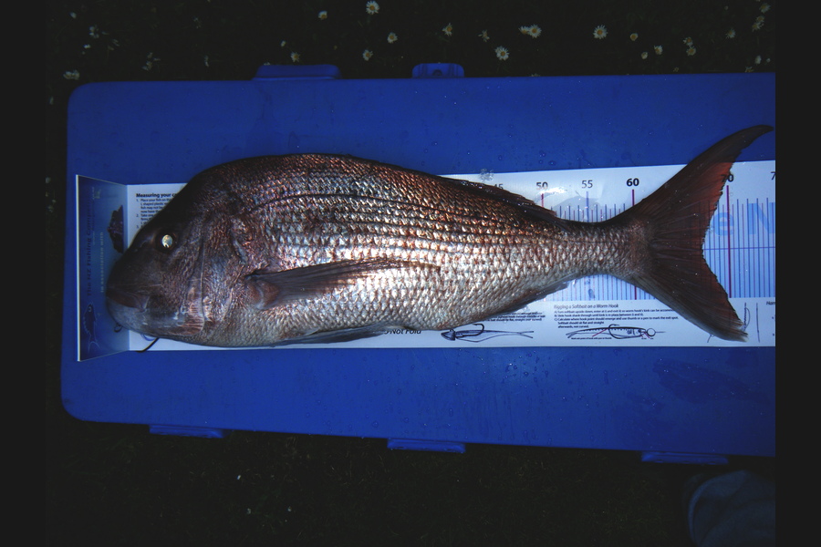 Peter Michael caught this 67.0cm Snapper at Coromandel during The Export NZ Fishing Competition