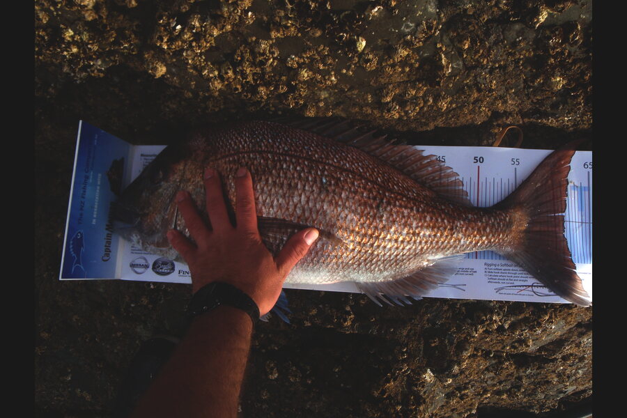 Tom Hatfull caught this 61.0cm Snapper at Kawau during The Export NZ Fishing Competition