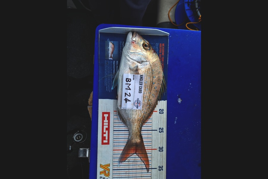 Bronwyn Langham caught this 31.0cm Snapper at Nelson/Marlborough during The Export NZ Fishing Competition