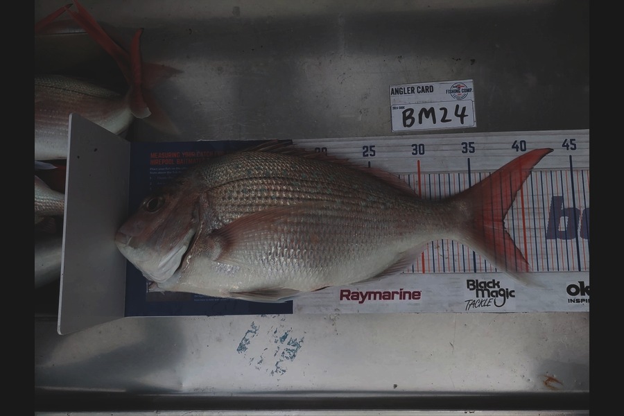 Blake de Vries caught this 38.0cm Snapper at Nelson/Marlborough during The Export NZ Fishing Competition