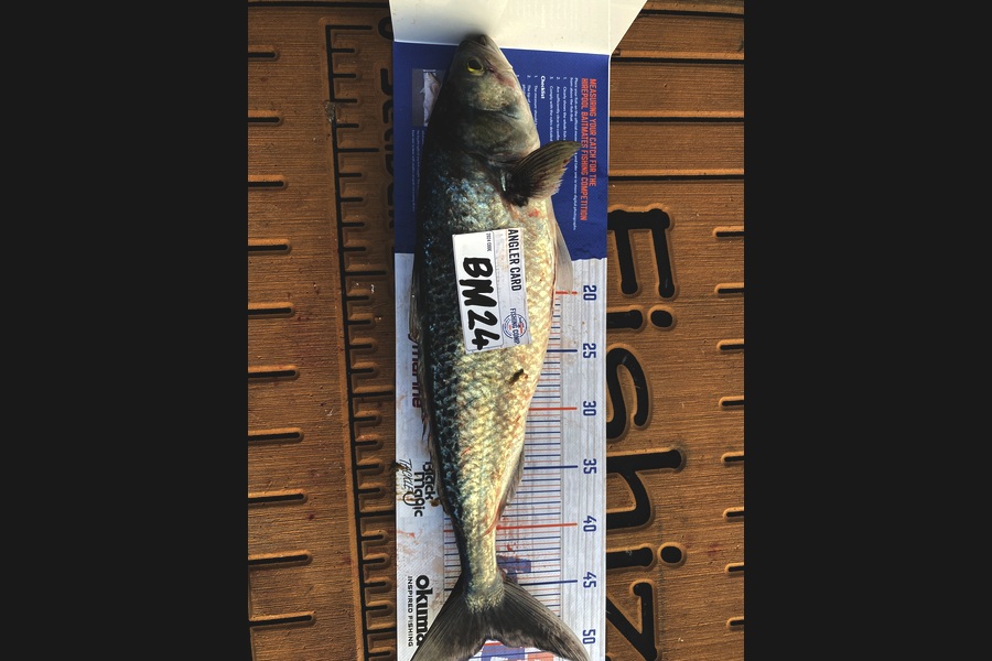 Jeremy McKibbin caught this 49.5cm Kahawai at Wellington during The Export NZ Fishing Competition