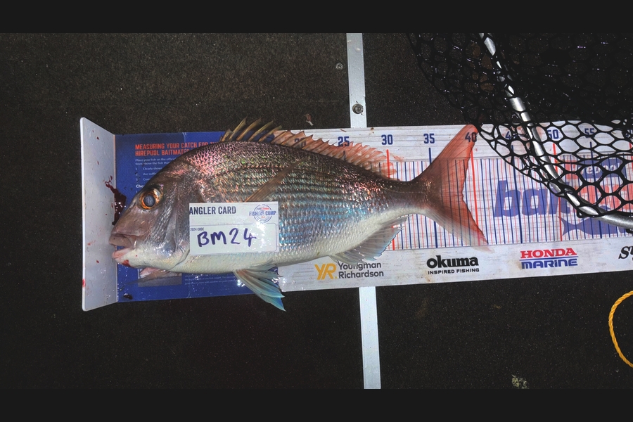 Carter Leaning caught this 38.5cm Snapper at Coromandel during The Export NZ Fishing Competition