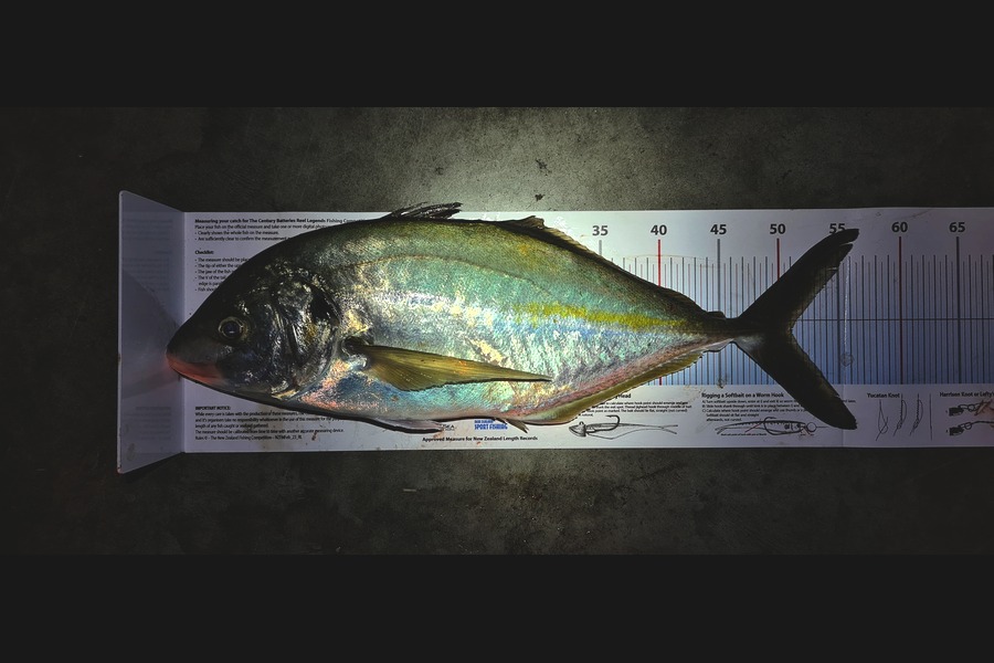KJ Thomas caught this 51.0cm Trevally at Northland during The Export NZ Fishing Competition