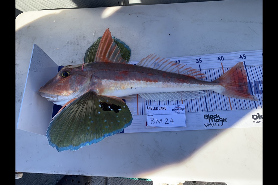 Matt  King  caught this 44.0cm Gurnard at Hawkes Bay during The Export NZ Fishing Competition