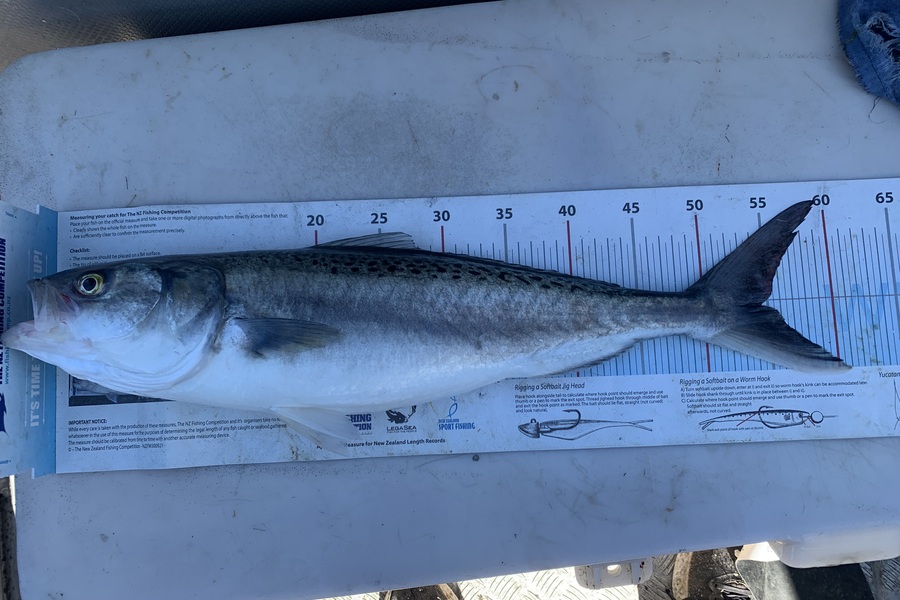 Matt  King  caught this 54.5cm Kahawai at Hawkes Bay during The Export NZ Fishing Competition