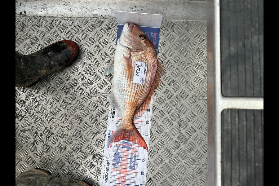 Matthew Grantham caught this 47.5cm Snapper at Wellington during The Export NZ Fishing Competition