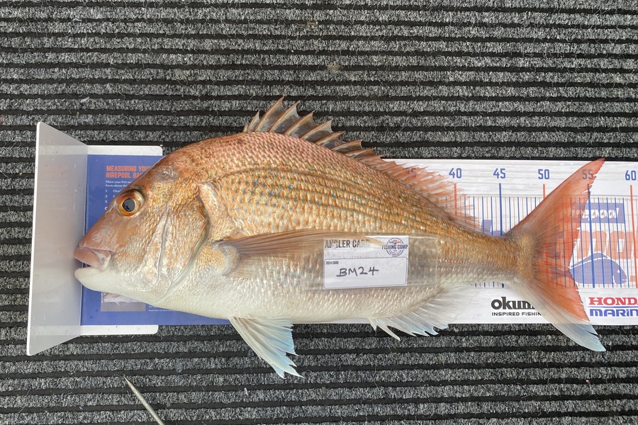 Rodney Owen caught this 52.5cm Snapper at Wellington during The Export NZ Fishing Competition