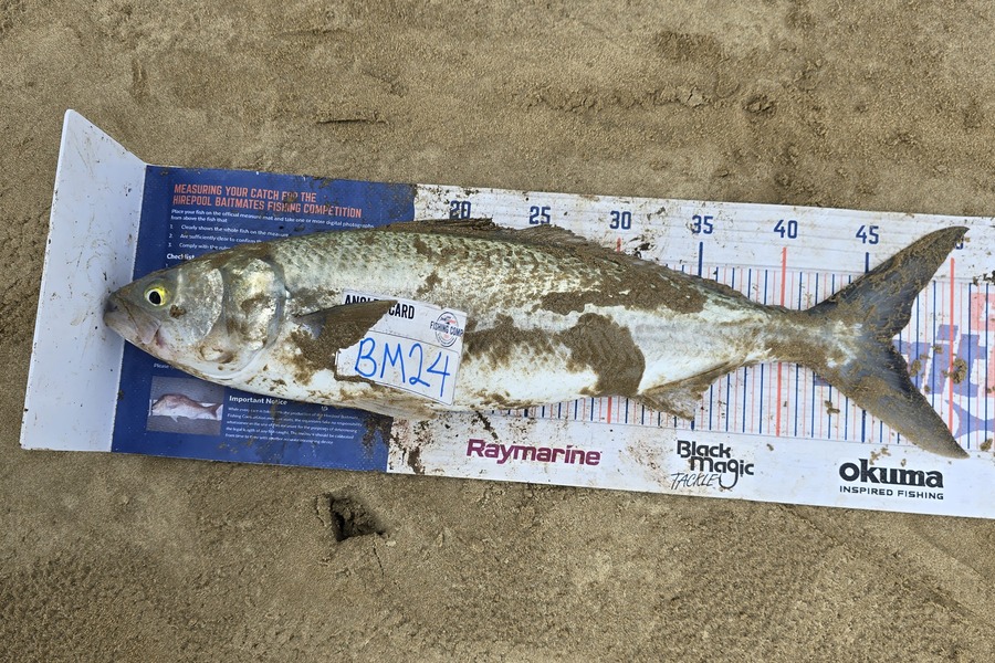 Peter Dunn caught this 46.5cm Kahawai at Northland during The Export NZ Fishing Competition