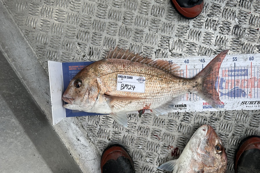 Ocean Walker caught this 49.0cm Snapper at Wellington during The Export NZ Fishing Competition