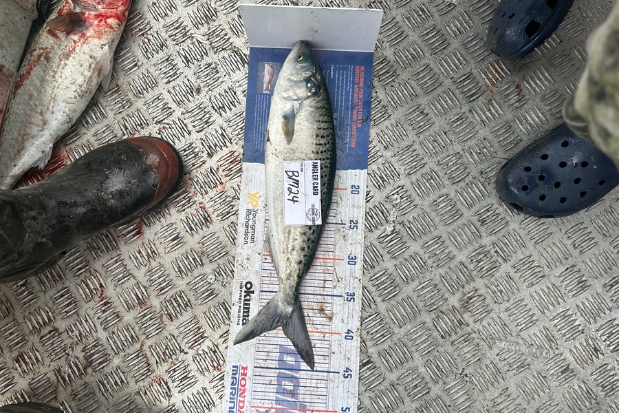 Matthew Grantham caught this 39.5cm Kahawai at Wellington during The Export NZ Fishing Competition