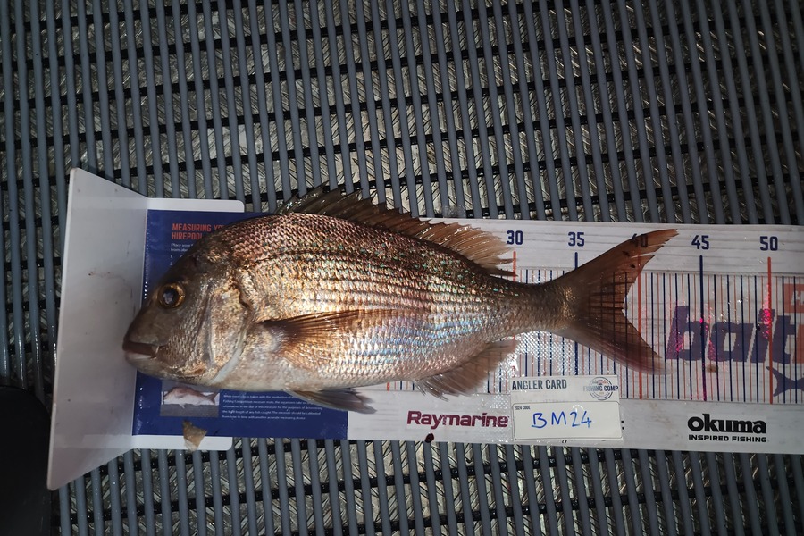 Leo Cook caught this 38.5cm Snapper at Northland during The Export NZ Fishing Competition