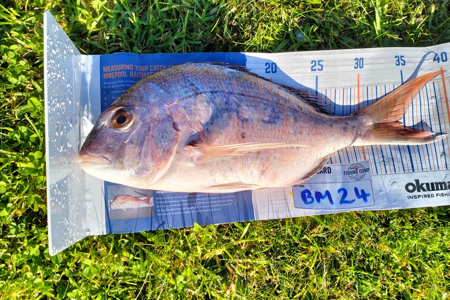 Allan Simons caught this 34.0cm Snapper at Taranaki during The Export NZ Fishing Competition