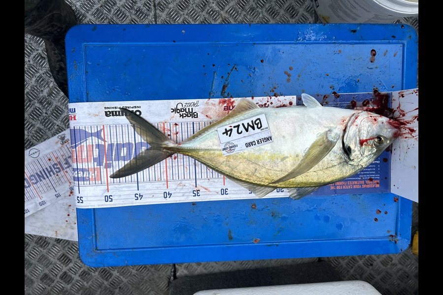 Jared Wilson caught this 42.0cm Trevally at Wellington during The Export NZ Fishing Competition