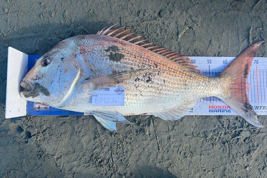 Samantha Sturt caught this 66.0cm Snapper at Manawatu during The Export NZ Fishing Competition