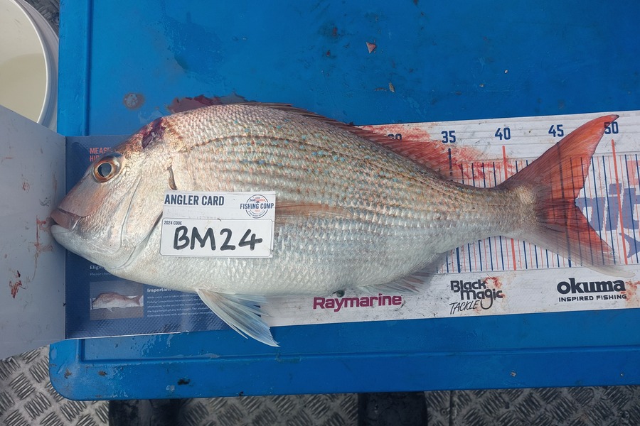 Brett Wilson caught this 46.0cm Snapper at Wellington during The Export NZ Fishing Competition