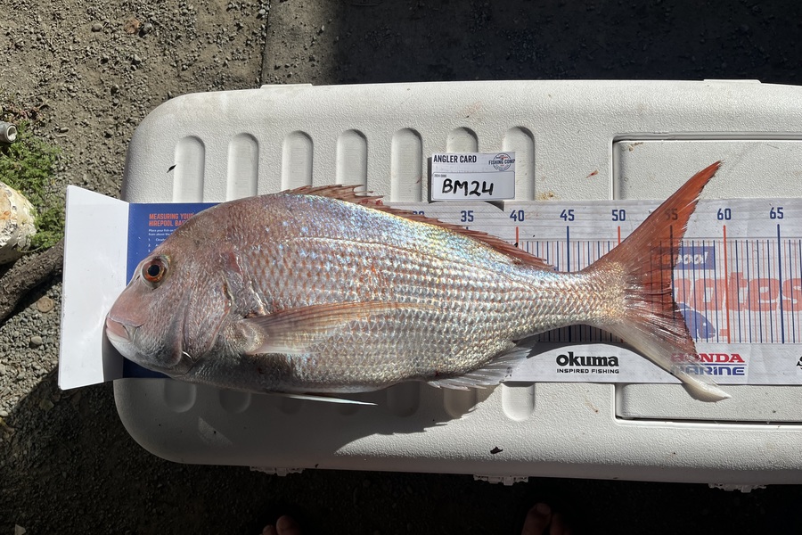 Harry Young caught this 54.5cm Snapper at Nelson/Marlborough during The Export NZ Fishing Competition