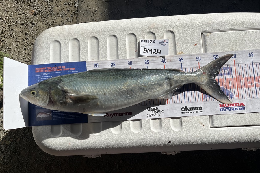 Harry Young caught this 53.5cm Kahawai at Nelson/Marlborough during The Export NZ Fishing Competition