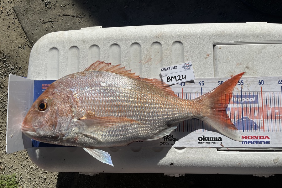 Laura Young caught this 50.5cm Snapper at Nelson/Marlborough during The Export NZ Fishing Competition