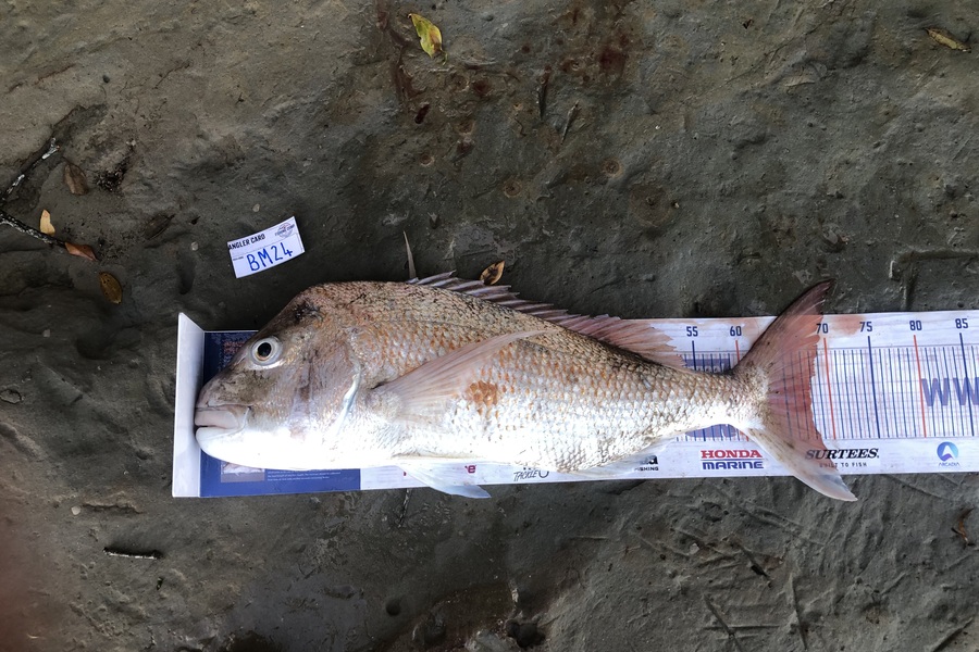 Mitchell Burkett caught this 67.5cm Snapper at Auckland during The Export NZ Fishing Competition