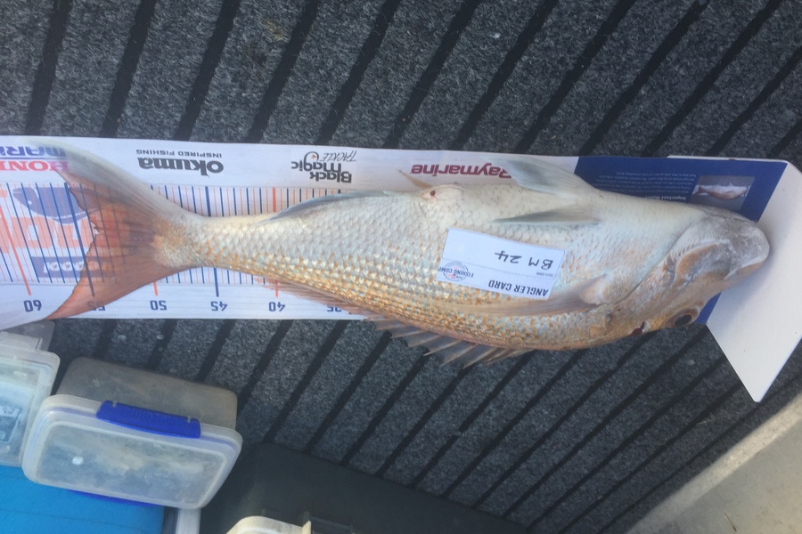 Lyn Peryer caught this 54cm Snapper at Coromandel during The Export NZ Fishing Competition