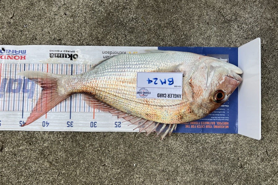 Steven Young caught this 40.5cm Snapper at Manawatu during The Export NZ Fishing Competition