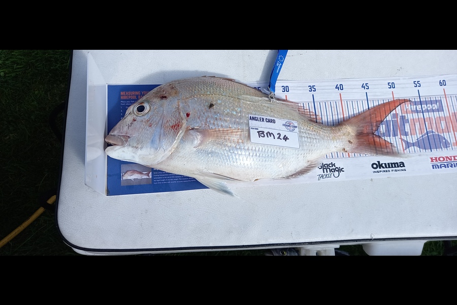 Trevor Hosking caught this 45.0cm Snapper at Manawatu during The Export NZ Fishing Competition