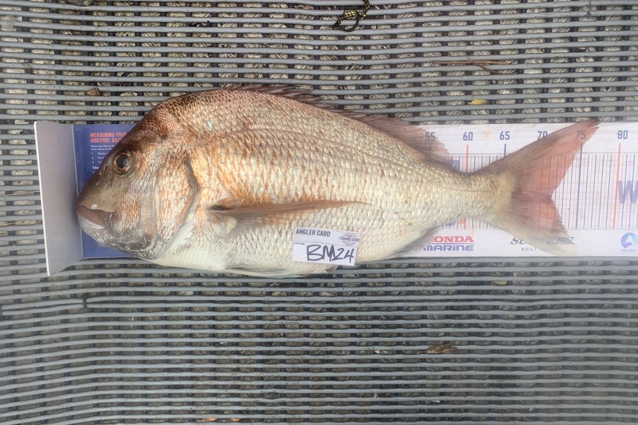 Josh Bolton caught this 71.5cm Snapper at Wellington during The Export NZ Fishing Competition