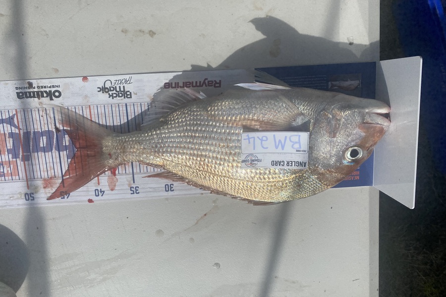 Andrew Russell caught this 42.5cm Snapper at Manawatu during The Export NZ Fishing Competition
