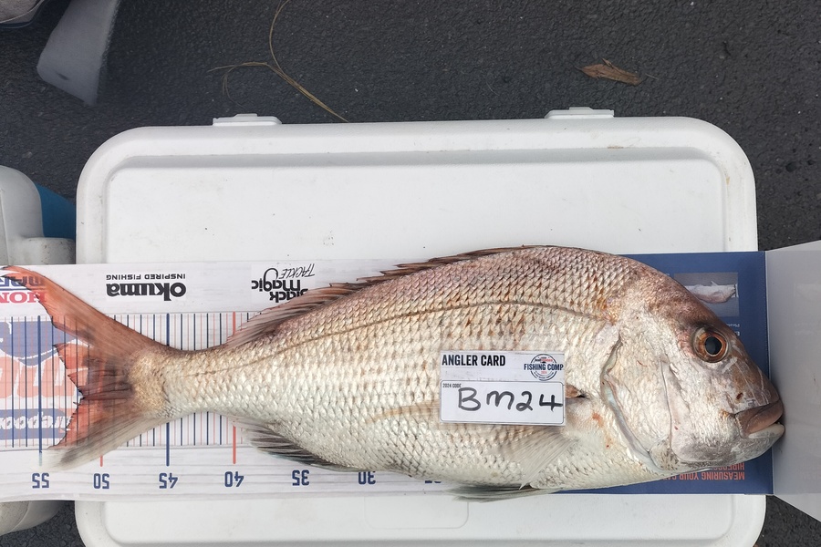 Tamaiti Kani caught this 51.5cm Snapper at Coromandel during The Export NZ Fishing Competition