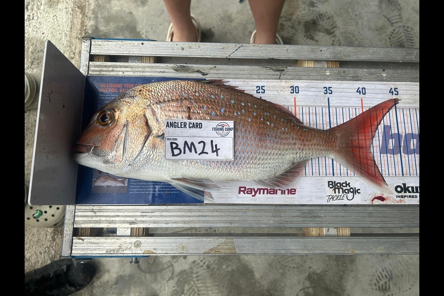 Matthew Robinson caught this 40.5cm Snapper at Wairarapa
 during The Export NZ Fishing Competition