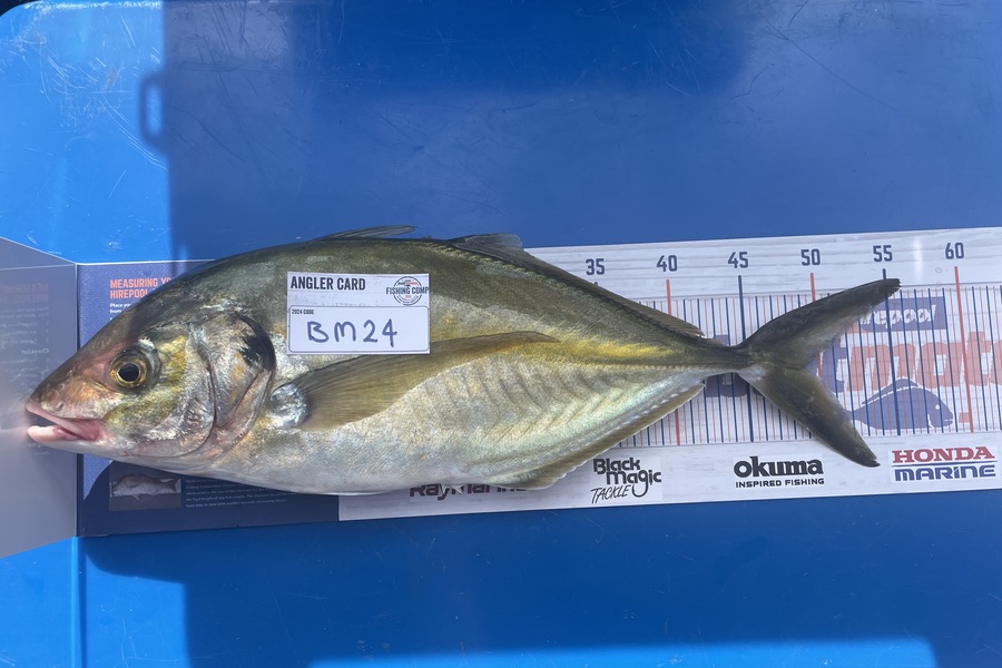 Wade Callander caught this 49.0cm Trevally at Taranaki during The Export NZ Fishing Competition