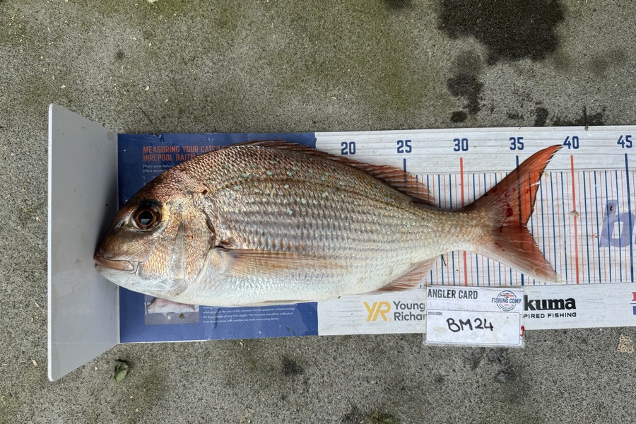 Melanie Bethell caught this 35.5cm Snapper at Bay of Plenty during The Export NZ Fishing Competition